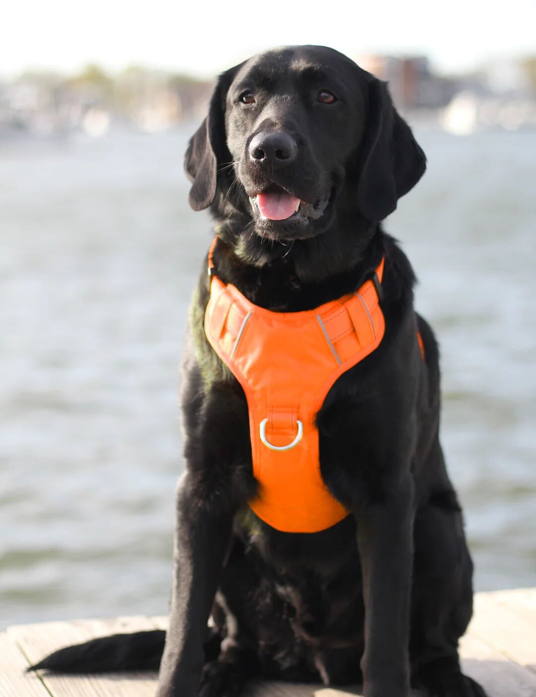 Baydog Chesapeake Bay Orange Dog Harness, Large