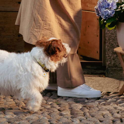 MyFamily Charms Small Daisy ID Tag