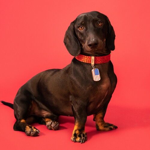 MyFamily Flags USA ID Tag