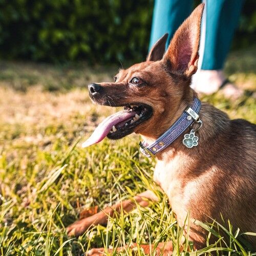 MyFamily Shine Grey Glitter Paw ID Tag