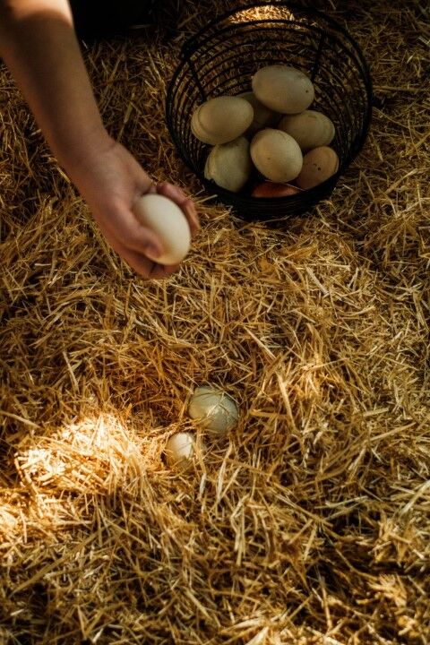 HealthiStraw FarmStraw Coarse Premium Animal Bedding, 12-Cu Ft