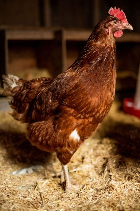 HealthiStraw FarmStraw Fine Premium Animal Bedding, 12-Cu Ft