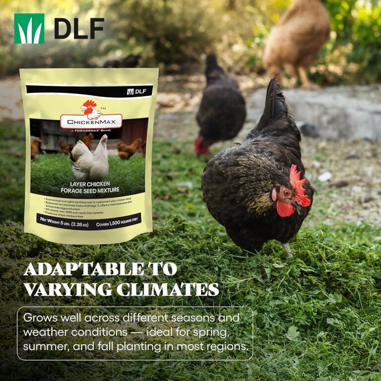DLF Chicken Max Layer Chicken Forage Seed Mixture, 5-Lb