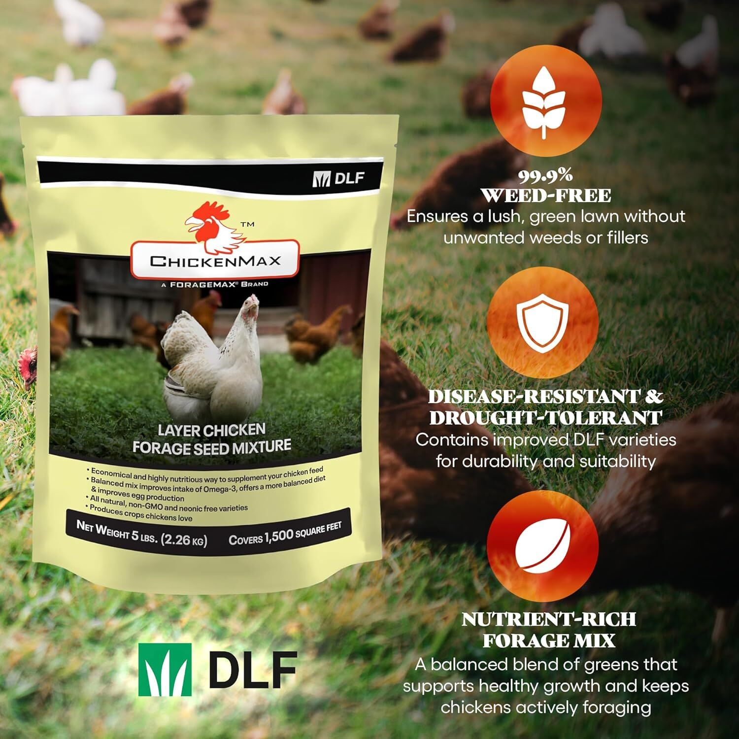 DLF Chicken Max Layer Chicken Forage Seed Mixture, 5-Lb