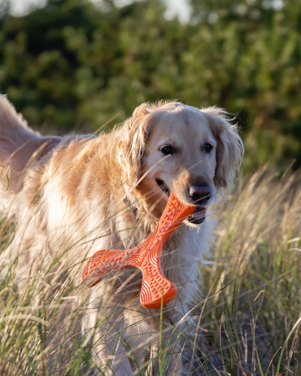 N-Gage Regular Orange Propeller