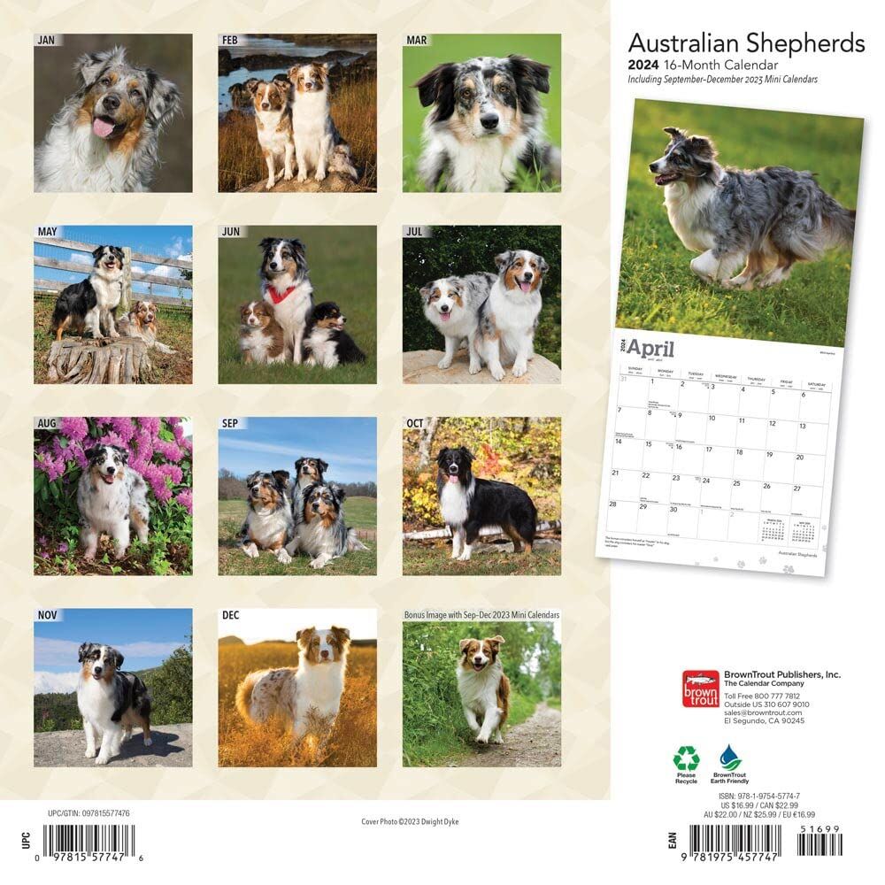 Brown Trout Publisher 2024 Australian Shepherds Monthly Square Wall Calendar, 12-In x 24-In