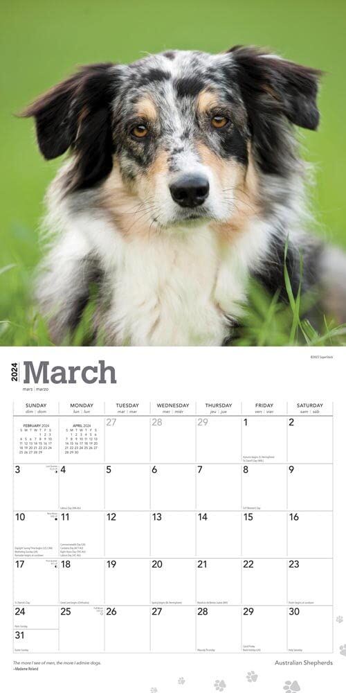 Brown Trout Publisher 2024 Australian Shepherds Monthly Square Wall Calendar, 12-In x 24-In