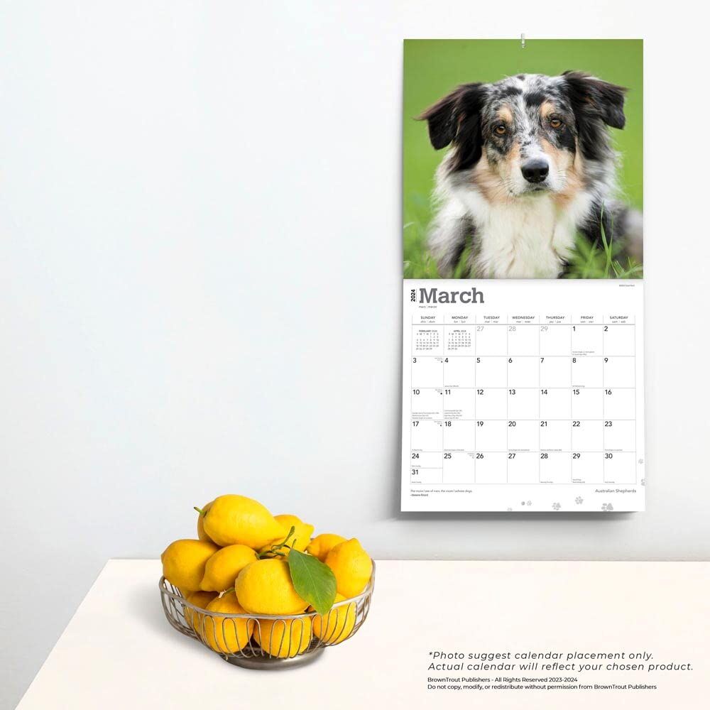 Brown Trout Publisher 2024 Australian Shepherds Monthly Square Wall Calendar, 12-In x 24-In