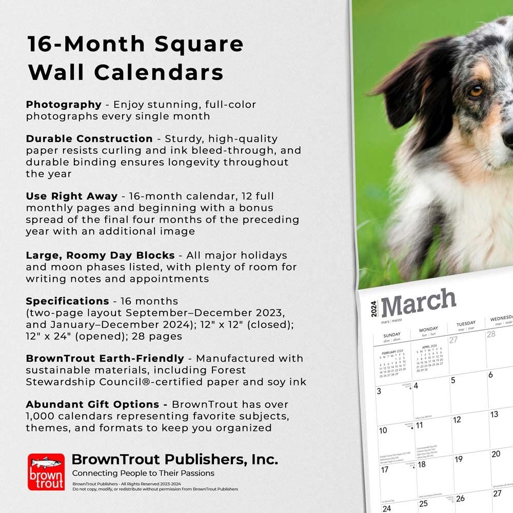 Brown Trout Publisher 2024 Australian Shepherds Monthly Square Wall Calendar, 12-In x 24-In