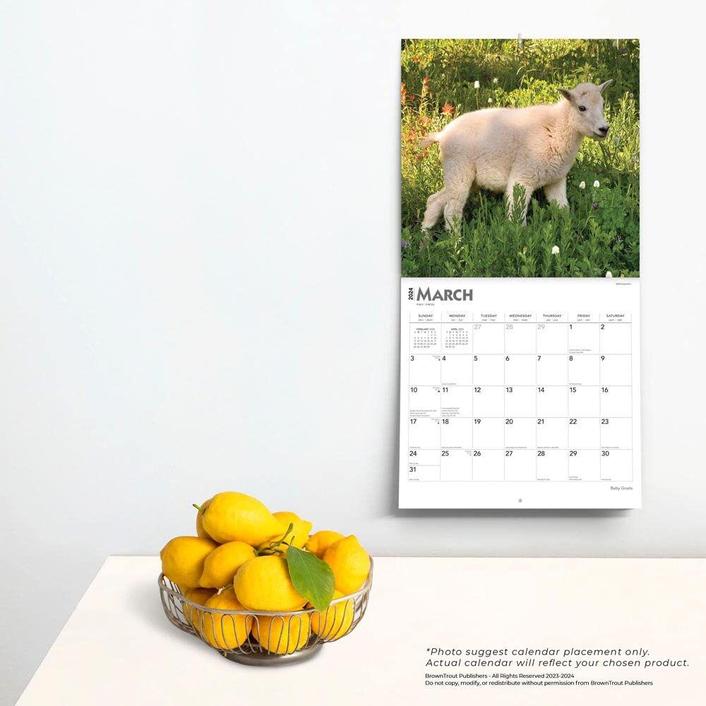 Brown Trout Publisher 2024 Baby Goats Monthly Square Wall Calendar, 12-In x 24-In