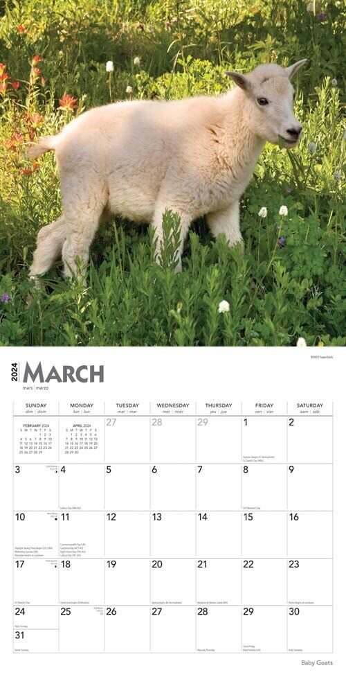 Brown Trout Publisher 2024 Baby Goats Monthly Square Wall Calendar, 12-In x 24-In