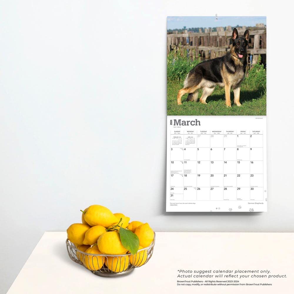 Brown Trout Publisher 2024 German Shepherds Monthly Square Wall Calendar, 12-In x 24-In