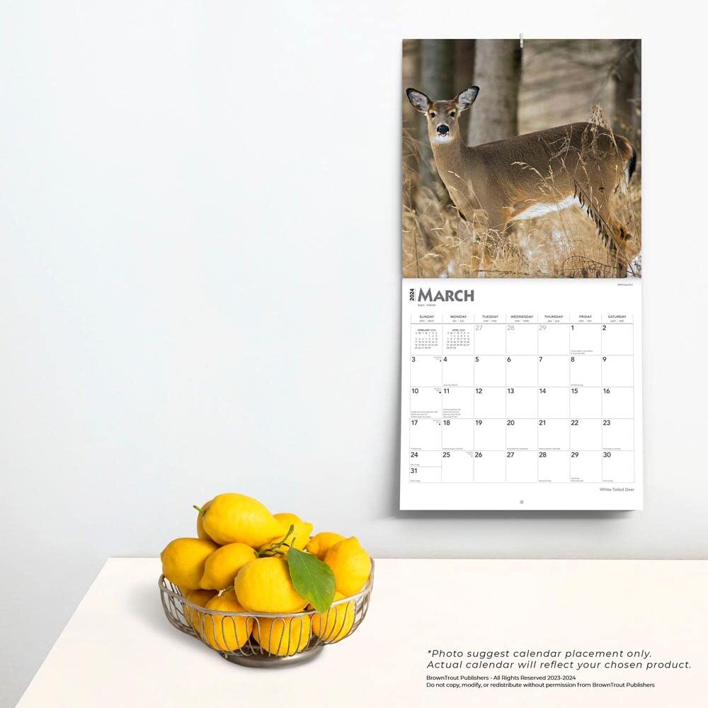 Brown Trout Publisher 2024 White Tailed Deer Monthly Square Wall Calendar, 12-In x 24-In