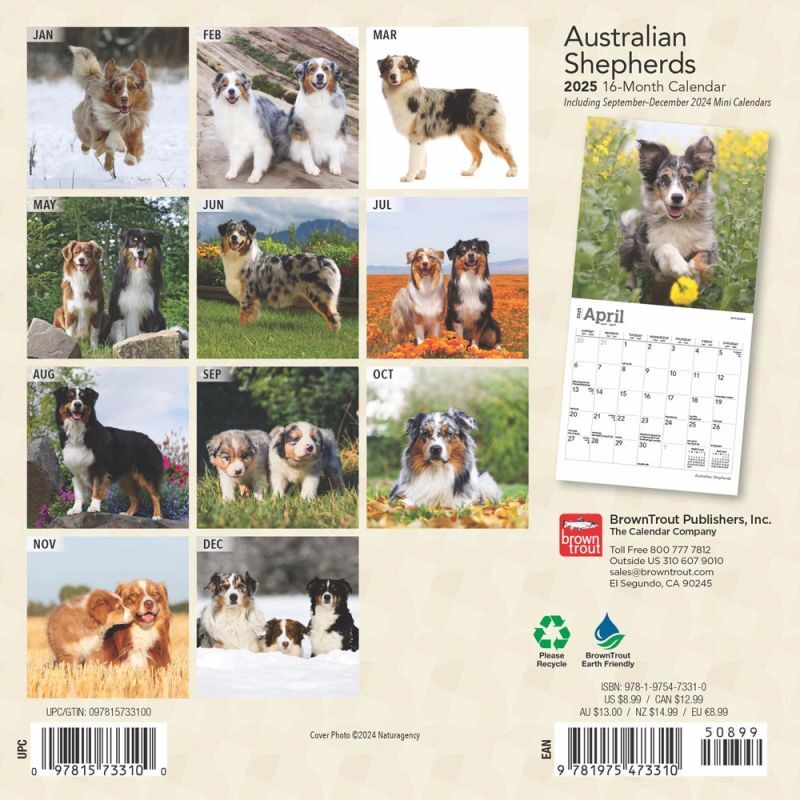Brown Trout Publisher 2025 Australian Shepherds Monthly Mini Wall Calendar, 7-In x 14-In