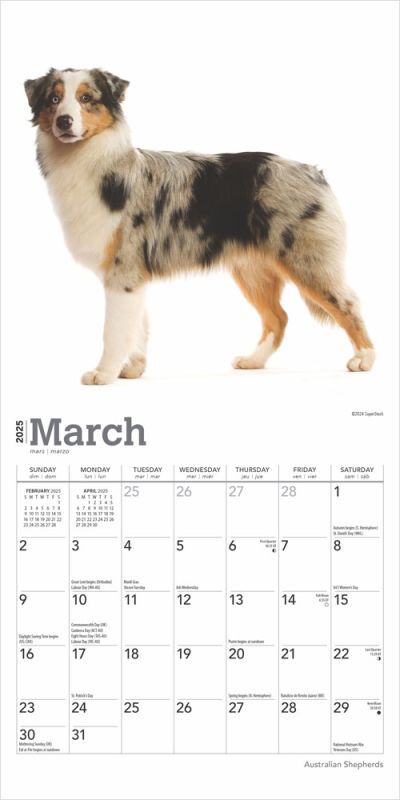 Brown Trout Publisher 2025 Australian Shepherds Monthly Mini Wall Calendar, 7-In x 14-In