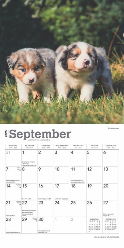 Brown Trout Publisher 2025 Australian Shepherds Monthly Mini Wall Calendar, 7-In x 14-In
