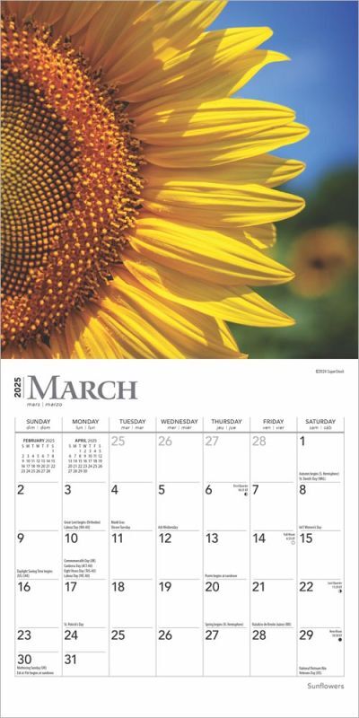 Brown Trout Publisher 2025 Sunflowers Monthly Mini Wall Calendar, 7-In x 14-In