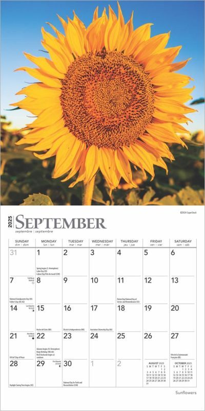 Brown Trout Publisher 2025 Sunflowers Monthly Mini Wall Calendar, 7-In x 14-In