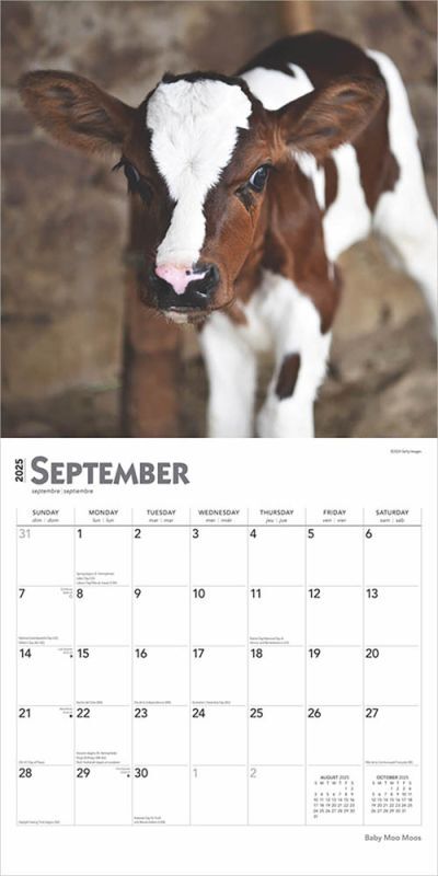 Brown Trout Publisher 2025 Baby Moo Moos Monthly Square Wall Calendar, 12-In x 24-In