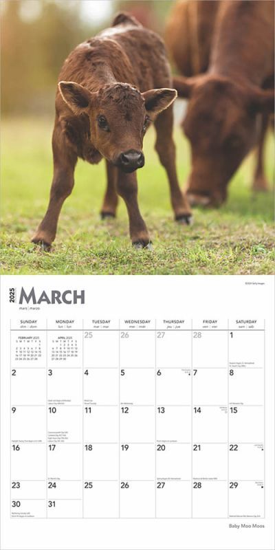 Brown Trout Publisher 2025 Baby Moo Moos Monthly Square Wall Calendar, 12-In x 24-In