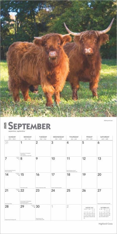 Brown Trout Publisher 2025 Highland Cows Monthly Square Wall Calendar, 12-In x 24-In