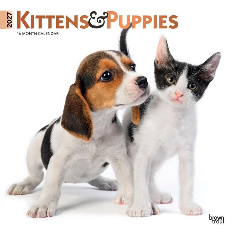Brown Trout Publishers Kittens & Puppies 2027 Monthly Square Wall Calendar, 12 in. x 24 in.