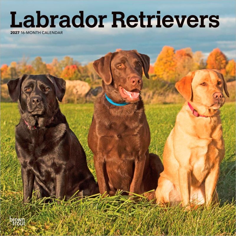 Brown Trout Publishers Labrador Retrievers 2027 Monthly Square Wall Calendar, 12 in. x 24 in.