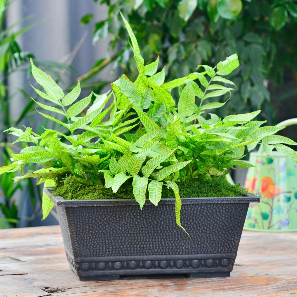 GreenShip Garden Classic Long Larger Rectangular Window Taupe Box Planter, 13.4 x 8.66 x 5.52-In