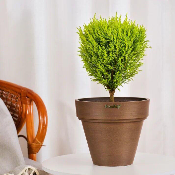 Green Ship Chocolate Large Planter With Drainage Hole, 14-In