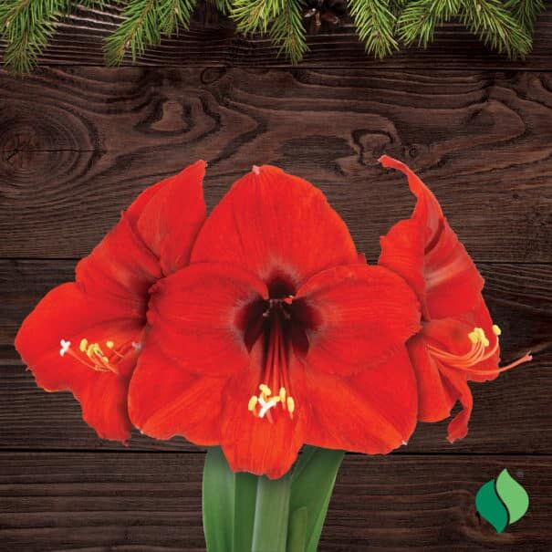 DeGroot Amaryllis, 'Red Lion' Flower Seeds Kit