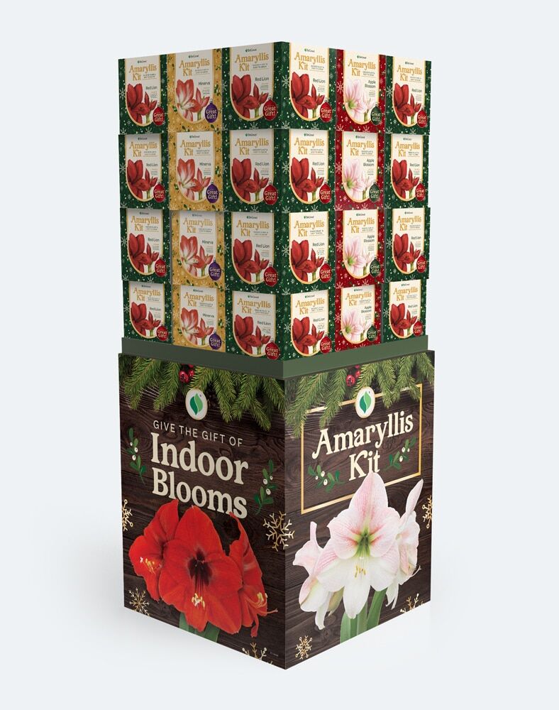 DeGroot Striped Amaryllis Gift Kit