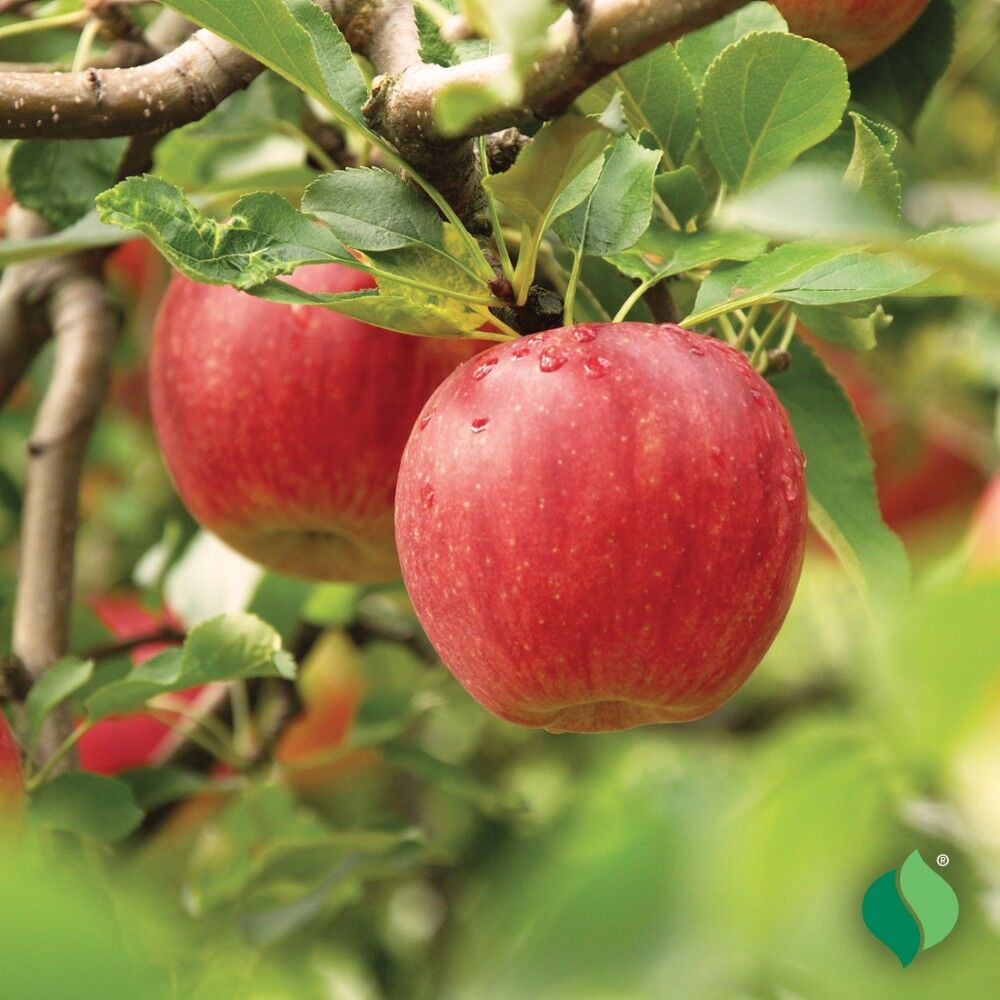 DeGroot Apple Tree, Jonathan - Seed Starting | DeGroot