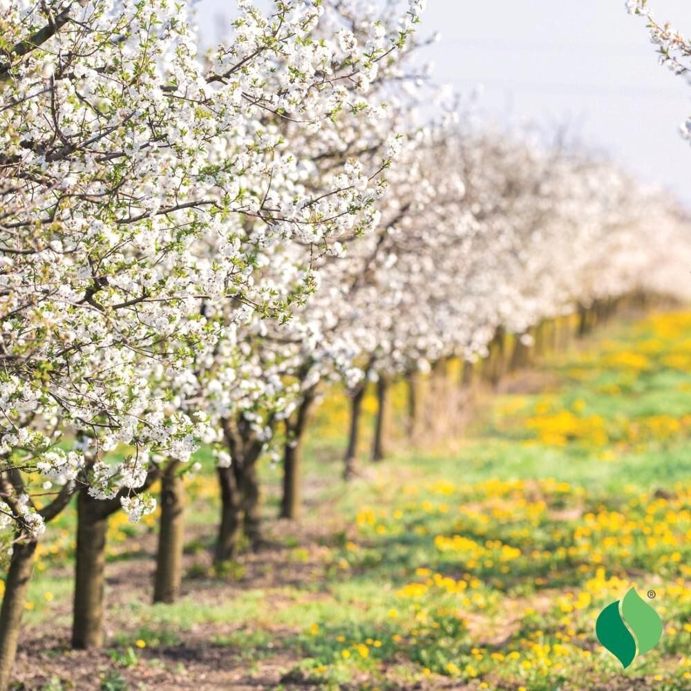 DeGroot Apple Tree, Honeycrisp
