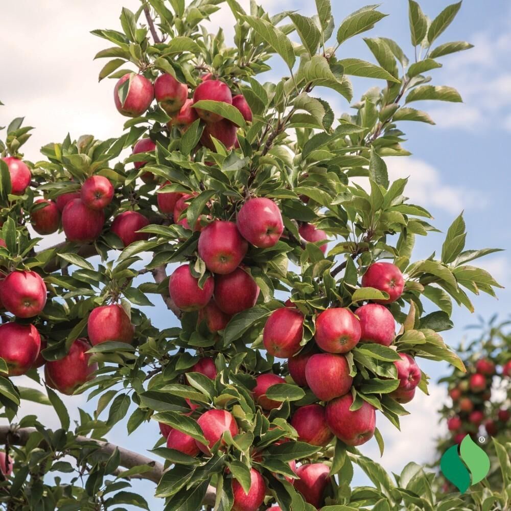 DeGroot Apple Tree, Red Delicious - Seed Starting | DeGroot