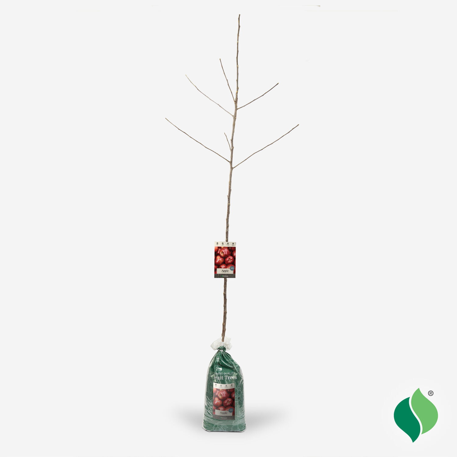 DeGroot Apple Tree, Red Delicious