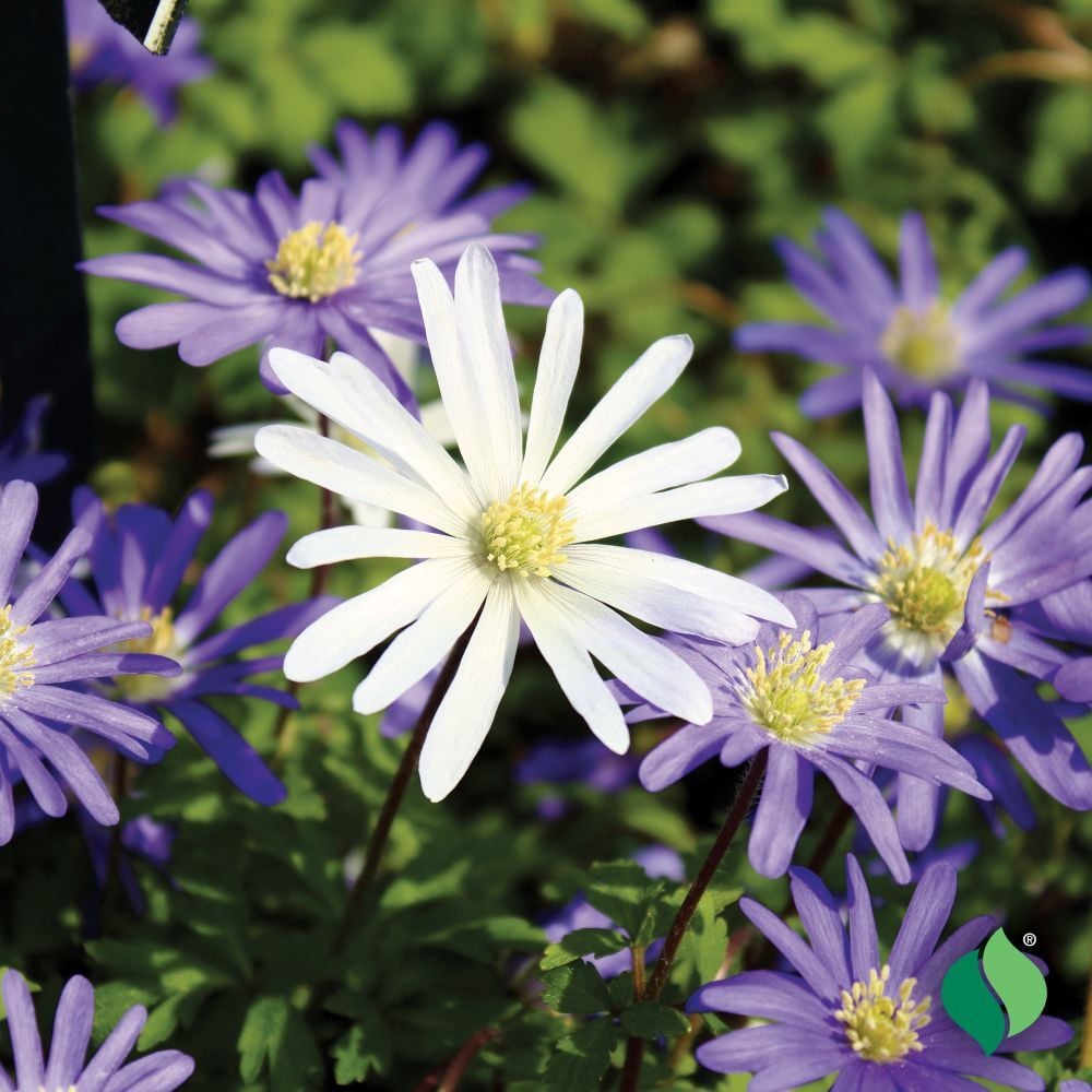 DeGroot Anemone ‘Blanda’
