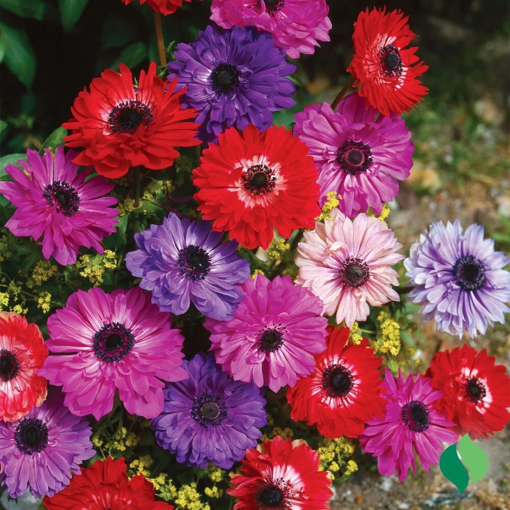 DeGroot Anemone ‘St. Brigid’