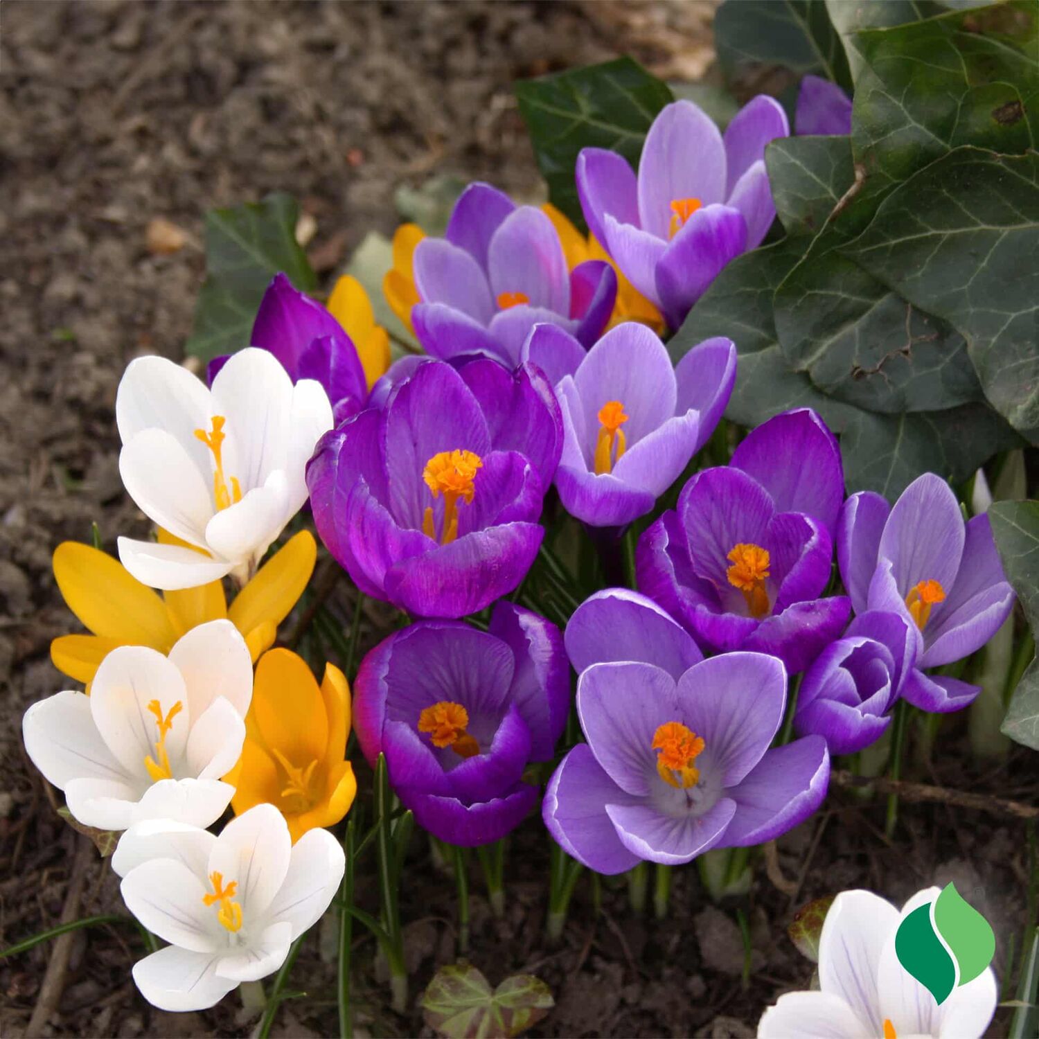 DeGroot Crocus Mixed Flowers Bulbs