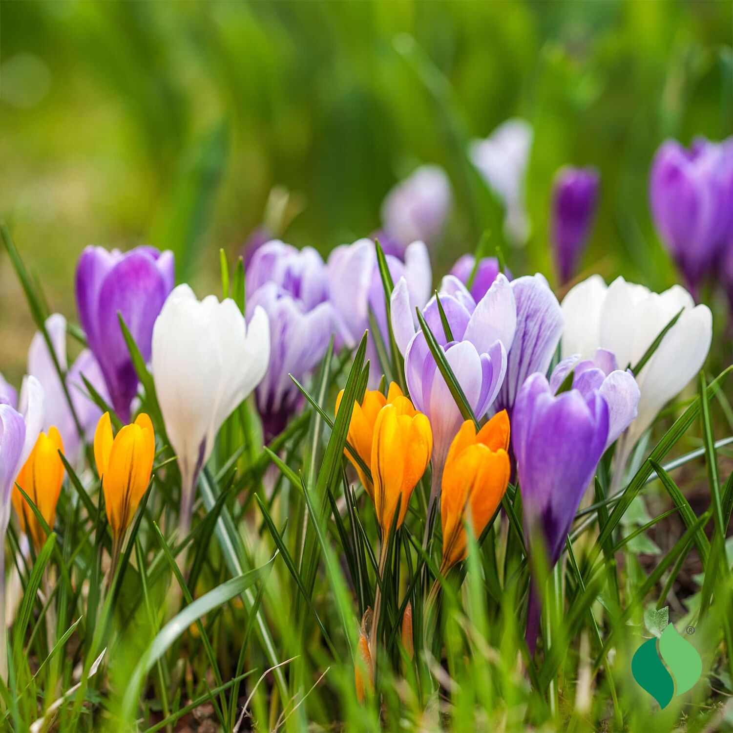 DeGroot Crocus Mixed Flowers Bulbs