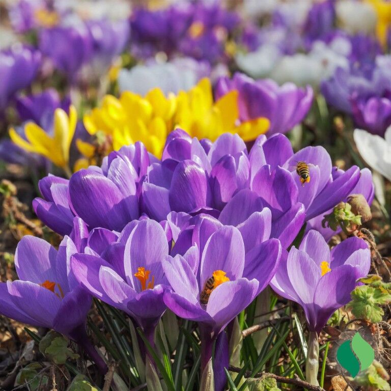 DeGroot Crocus Mixed Flowers Bulbs