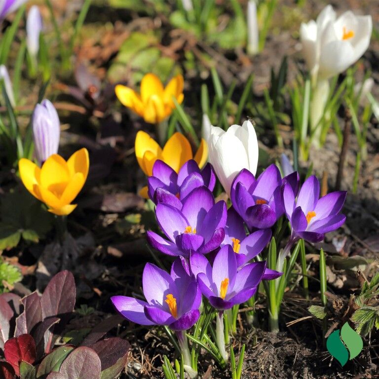 DeGroot Crocus Mixed Flowers Bulbs