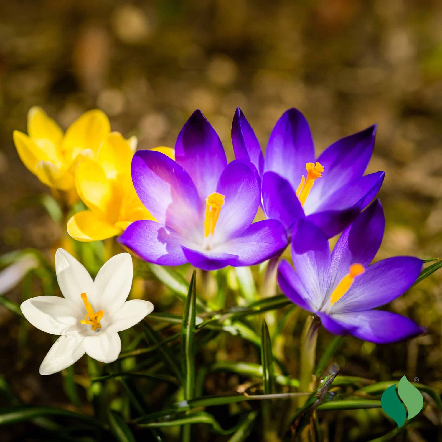 DeGroot Crocus Mixed Flowers Bulbs