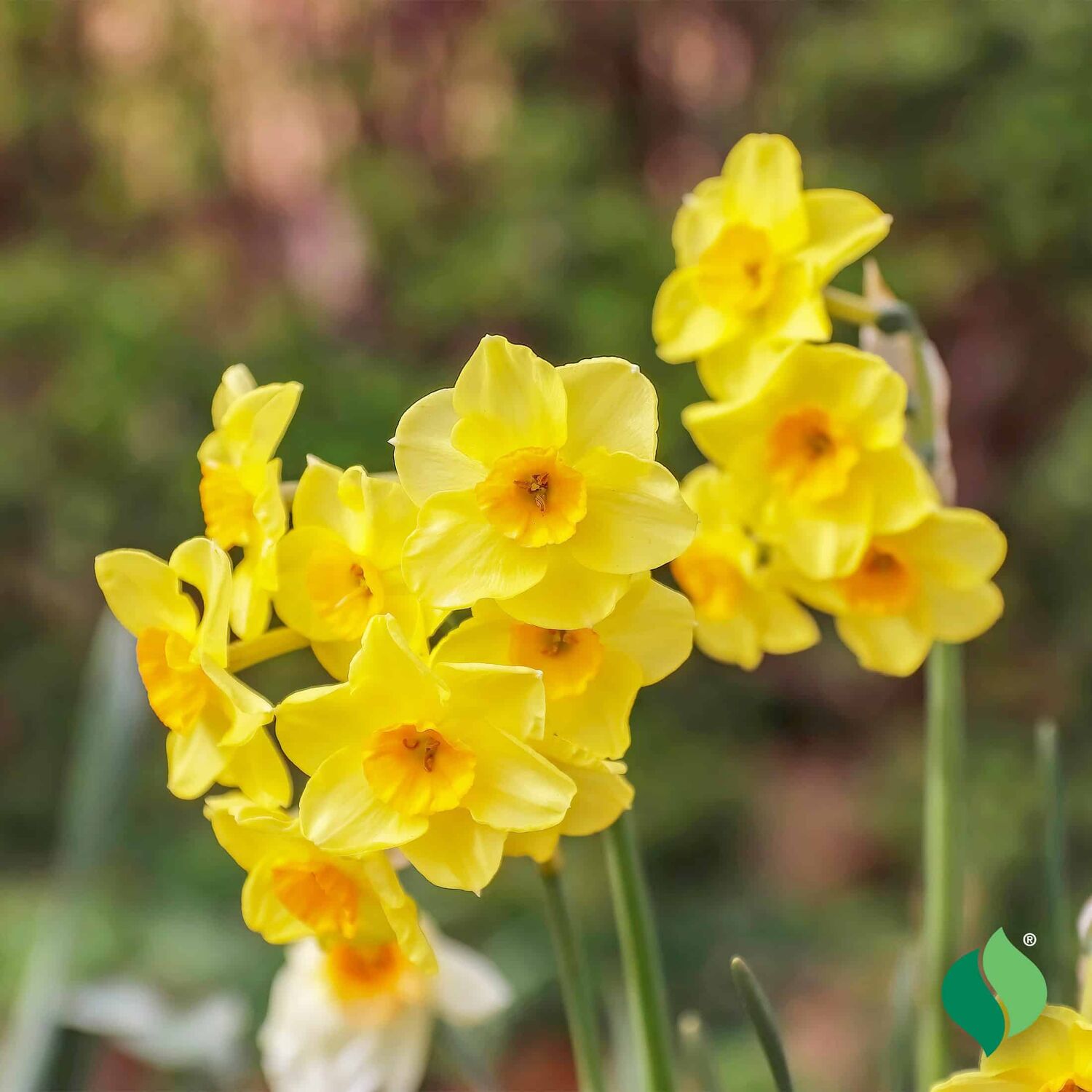 DeGroot Daffodil Martinette