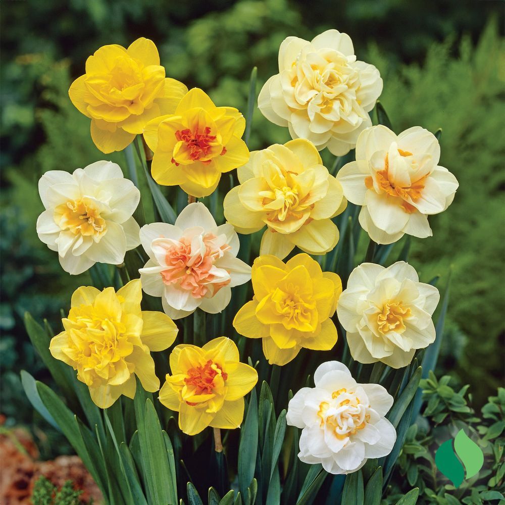 DeGroot Daffodil, Double Mix