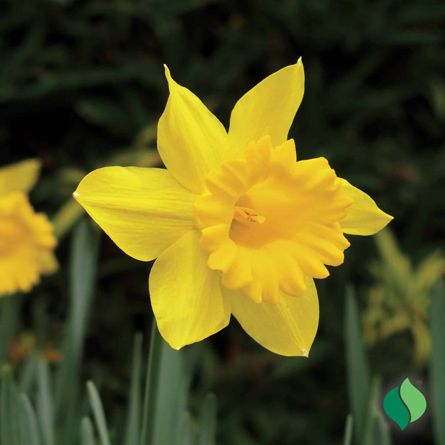 DeGroot Daffodil, Dutch Master 