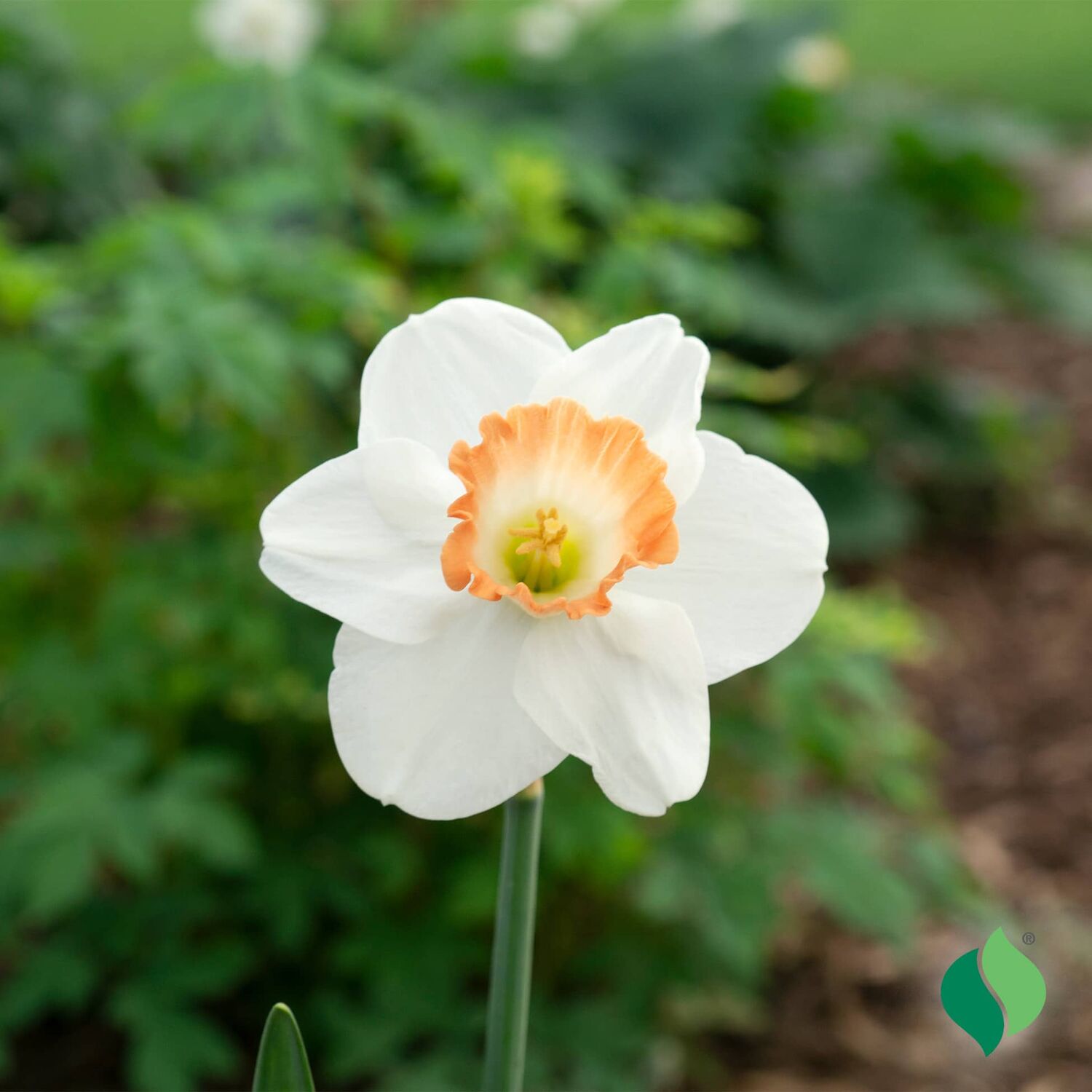 DeGroot Daffodil, Salome