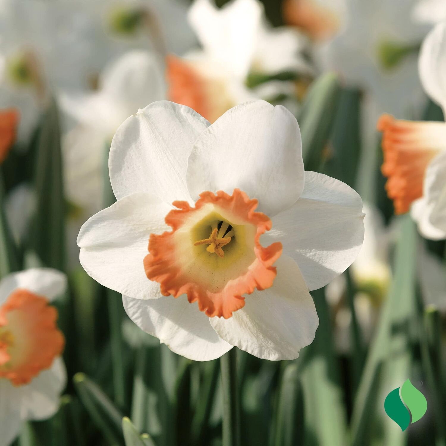 DeGroot Daffodil, Salome