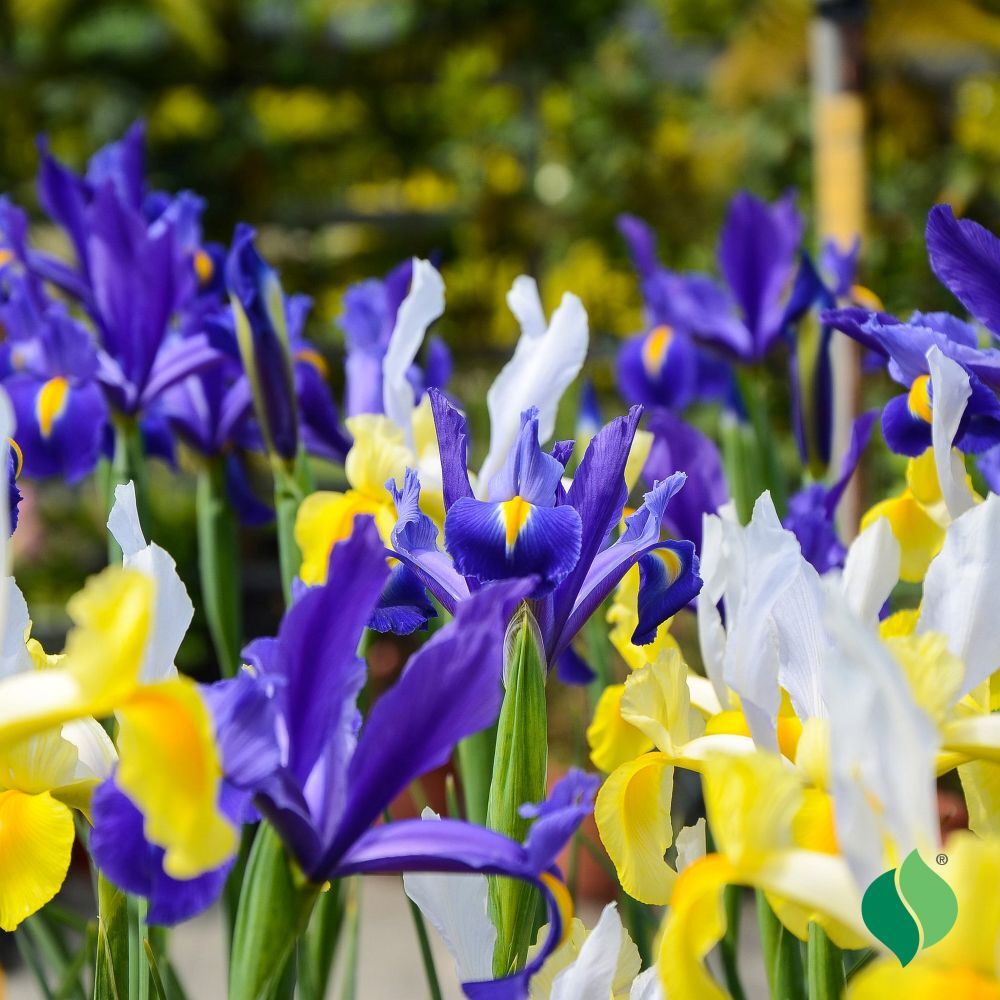 DeGroot Dutch Iris Mix