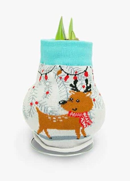 DeGroot Amaryllis With Reindeer Sweater