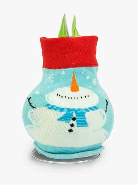 DeGroot Amaryllis With Snowman Sweater